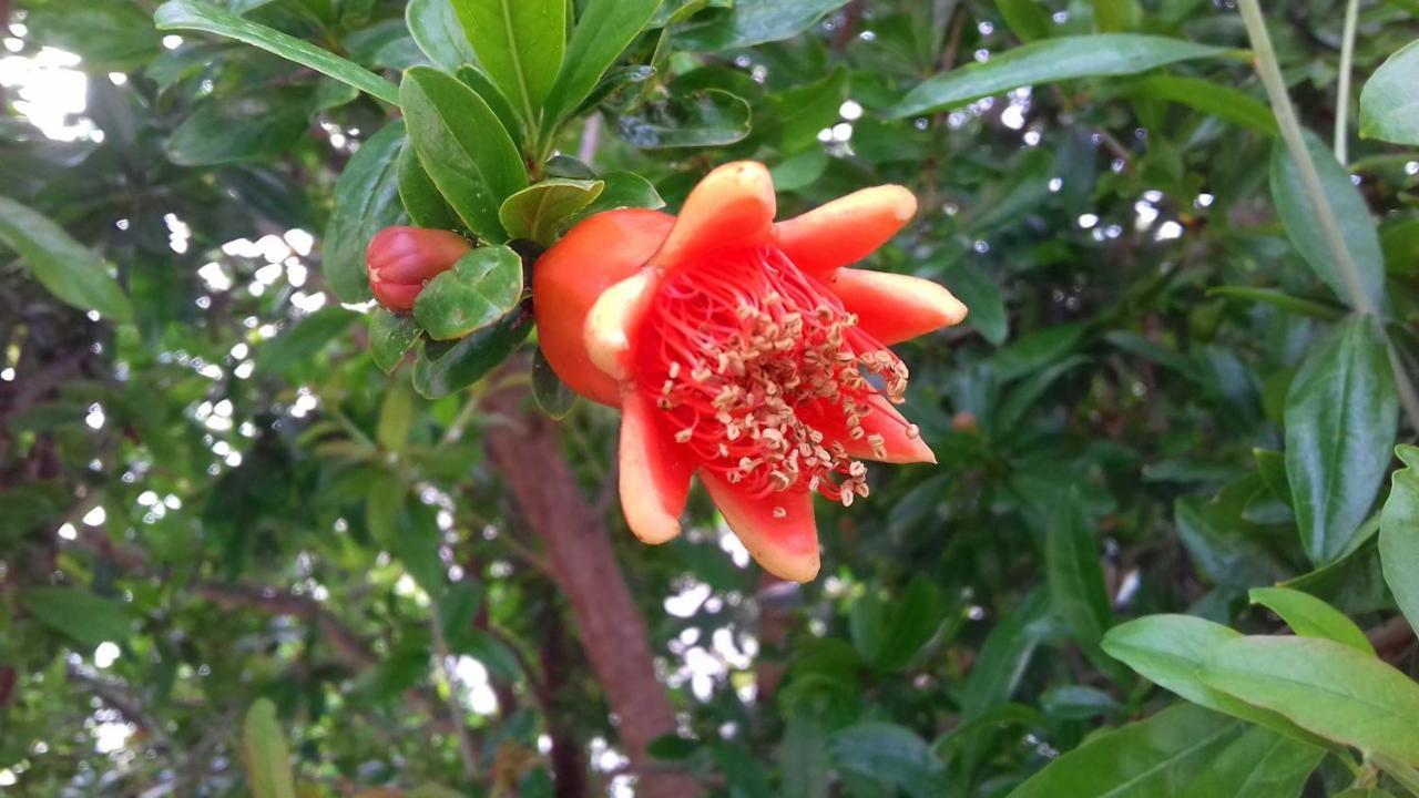 The Proud Garden Bed & Breakfast กาโรวิญโญ ภายนอก รูปภาพ